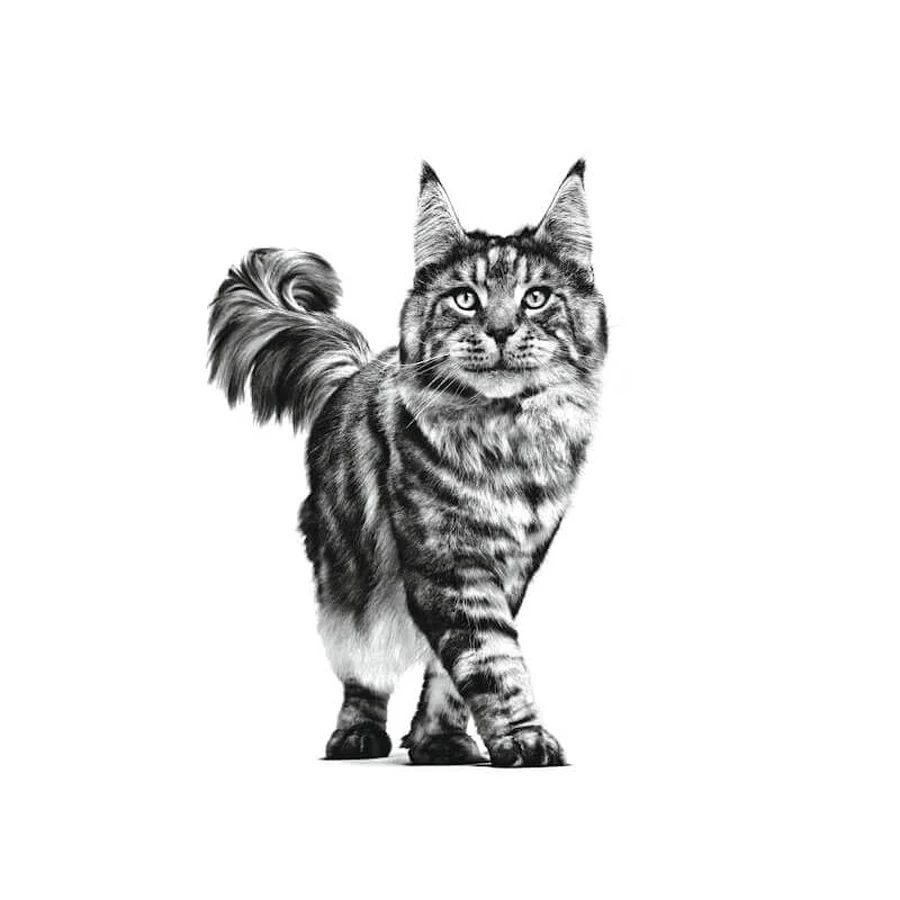 Royal Canin Urinary S-O Moderate Calorie – Alleinfuttermittel für Katzen mit Struvit-Steinen, 12 Beutel à 85 g