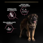 Purina Pro Plan Optiderma Lachs – Alleinfuttermittel für ausgewachsene, große, kräftige Hunde mit empfindlicher Haut, 14 kg