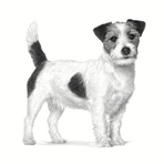 Royal Canin Anallergic Small Dog – Alleinfuttermittel für kleine Hunde mit Nahrungsmittelunverträglichkeiten, 1,5 kg