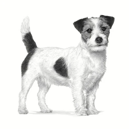 Royal Canin Anallergic Small Dog – Alleinfuttermittel für kleine Hunde mit Nahrungsmittelunverträglichkeiten, 1,5 kg