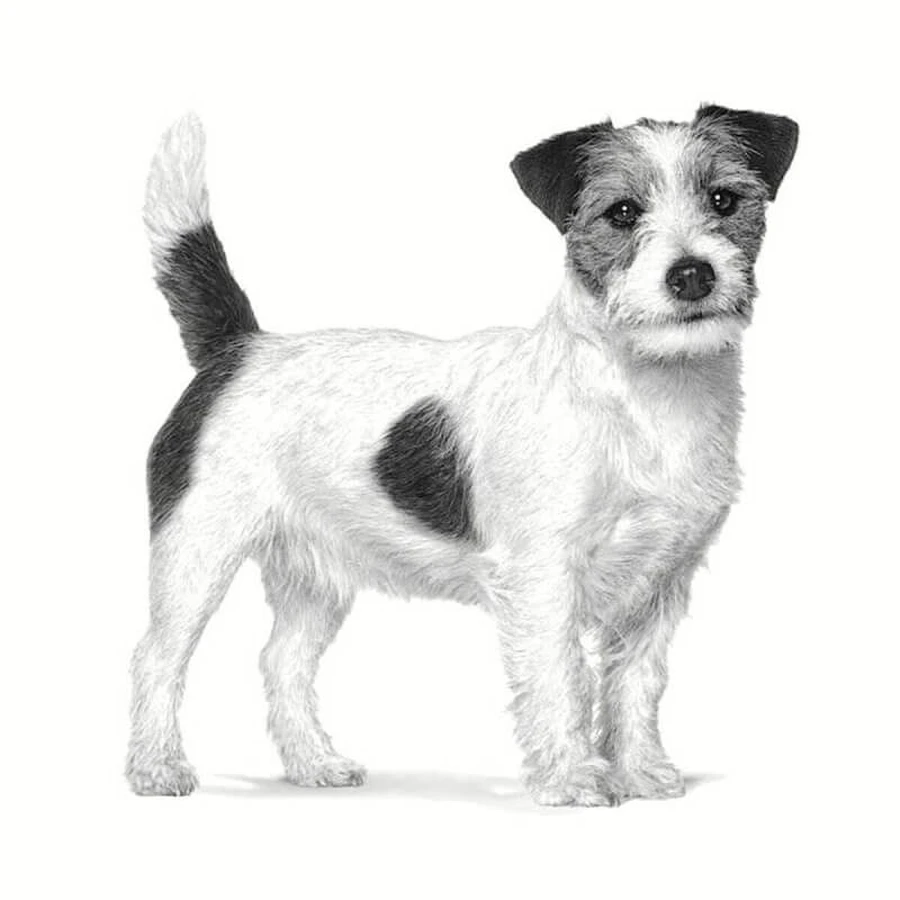 Royal Canin Anallergic Small Dog – Alleinfuttermittel für kleine Hunde mit Nahrungsmittelunverträglichkeiten, 1,5 kg