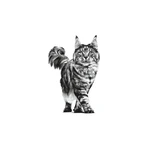 Royal Canin Pill Assist - Pienso para gatos que facilita la administración de medicamentos, 45 g