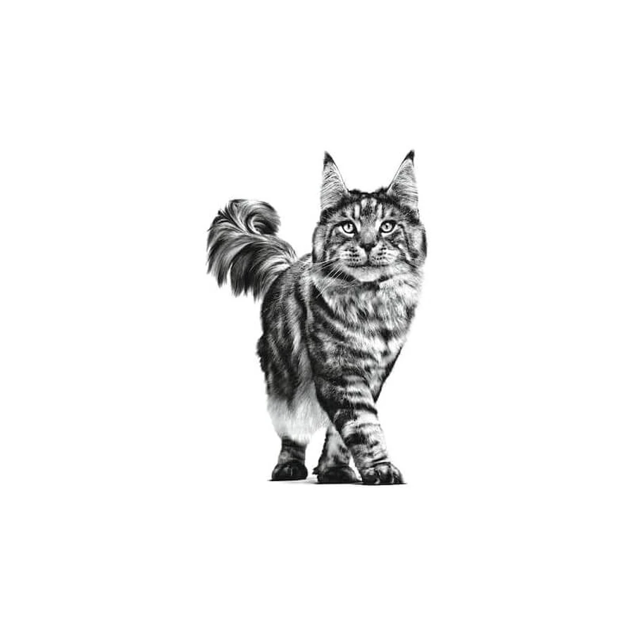 Royal Canin Pill Assist - Pienso para gatos que facilita la administración de medicamentos, 45 g
