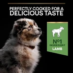 Purina Pro Plan Sensitive Digestion Lamm – Alleinfuttermittel für mittelgroße Welpen, 3 kg