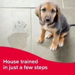Beaphar Beaphar Swiftie Trainer - Trainingsdruppels voor puppy's en kittens, 20 ml