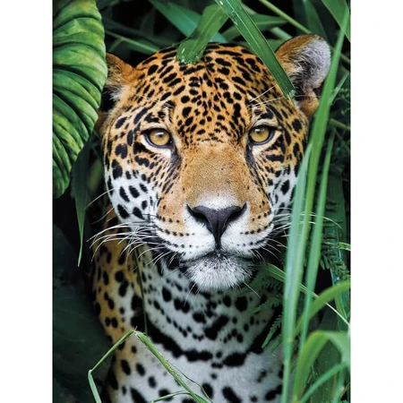 Clementoni HQC « Jaguar dans la jungle » - Puzzle de 500 pièces