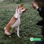 Nature's Protection Superior Care - Peau et estomac sensibles - Toutes races, 100 % agneau - Aliment pour chiens adultes à la peau sensible, 10 kg