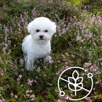 Nature's Protection Superior Care - Peau et estomac sensibles - Toutes races, 100 % agneau - Aliment pour chiens adultes à la peau sensible, 10 kg