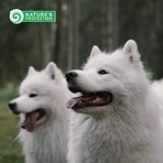 Nature's Protection Superior Care - Peau et estomac sensibles - Toutes races, 100 % agneau - Aliment pour chiens adultes à la peau sensible, 10 kg