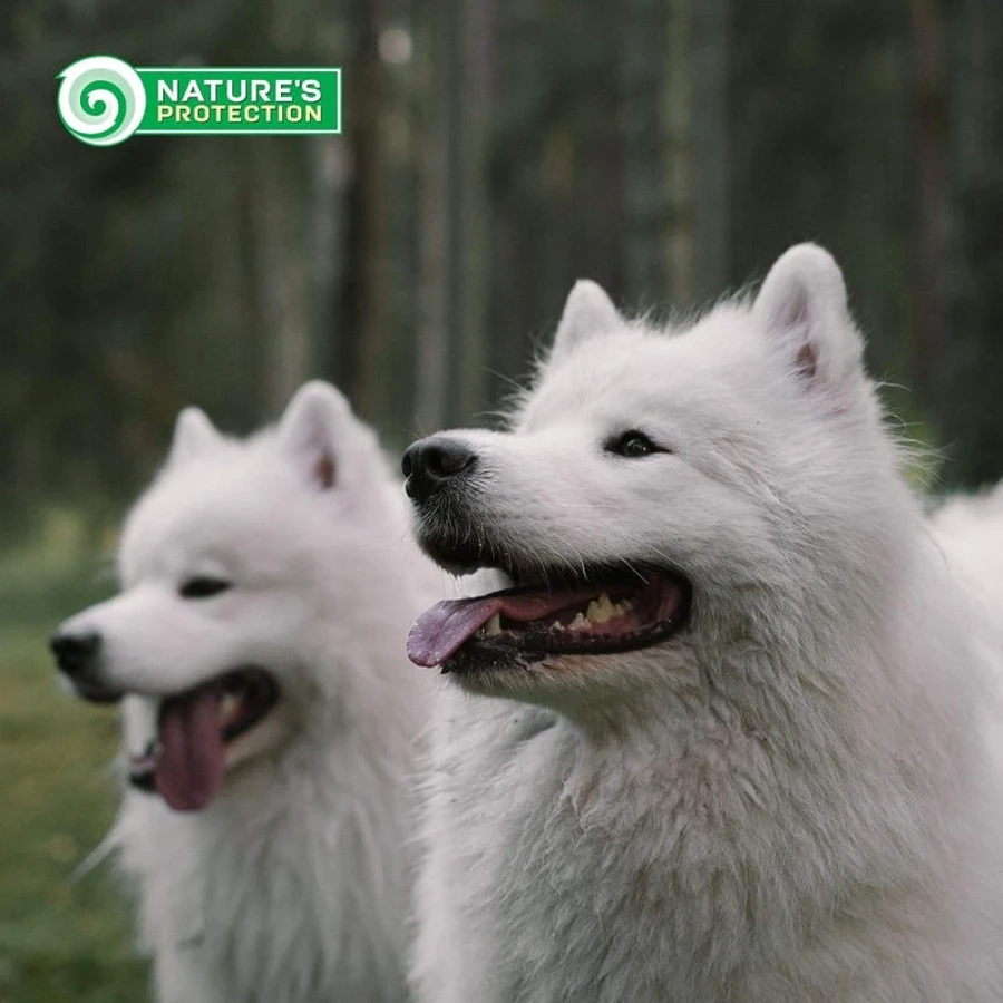 Nature's Protection Superior Care - Peau et estomac sensibles - Toutes races, 100 % agneau - Aliment pour chiens adultes à la peau sensible, 10 kg