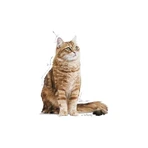 Royal Canin Care Digestive - Alimento completo para gatos adultos con digestión sensible, 400 g