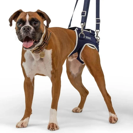 Balto Life - Attelle pour dysplasie de la hanche, taille S
