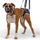 Balto Life - Attelle pour dysplasie de la hanche, taille S