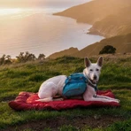 Kurgo Wander Bed Loft - Almohada de viaje roja para perros, talla L