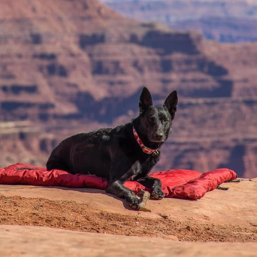Kurgo Wander Bed Loft - Almohada de viaje roja para perros, talla L