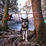 Sistema de sujeción Kurgo Ridgeline: kit de anclaje con tirolina de 9 metros para perros