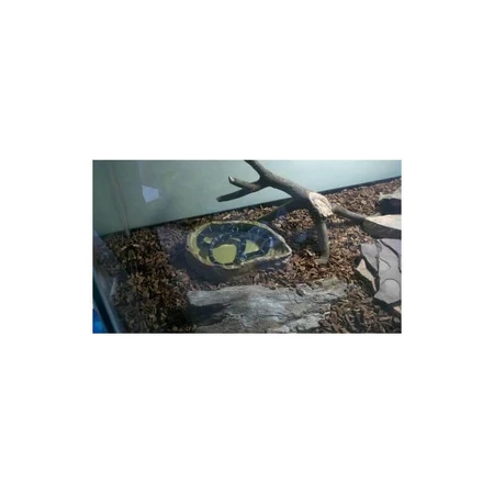 Distributeur d'eau Exo Terra - Grand bol d'eau pour terrariums de reptiles