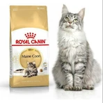 Royal Canin Maine Coon Adult - Compleet voer voor volwassen katten, 400 g