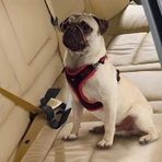 Ferplast Dog travel belt - cintura di sicurezza per cani in auto universale anti-strappo fino a 45 kg