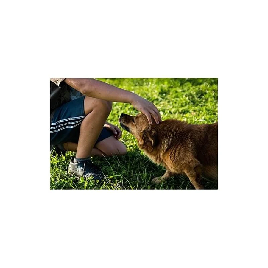 Livisto Fiprex Duo M - Ontwormingsmiddel voor honden met een gewicht van 10–20 kg, 1,34 ml