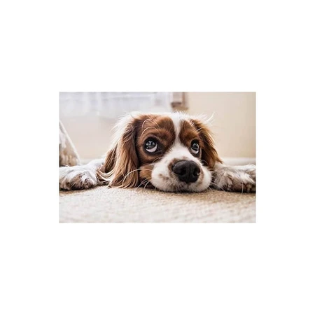 Livisto Fiprex Duo M - Ontwormingsmiddel voor honden met een gewicht van 10–20 kg, 1,34 ml
