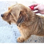 Livisto Fiprex Duo M - Ontwormingsmiddel voor honden met een gewicht van 10–20 kg, 1,34 ml