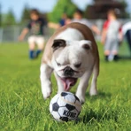 Piłki Kong Sport Kong, zestaw 3 sztuk, rozmiar S: ceny i cechy