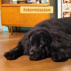 Edgard & Cooper Hondenvoer voor volwassen honden van middelgroot formaat met verse biologische kalkoen en kip, glutenvrij, 7 kg