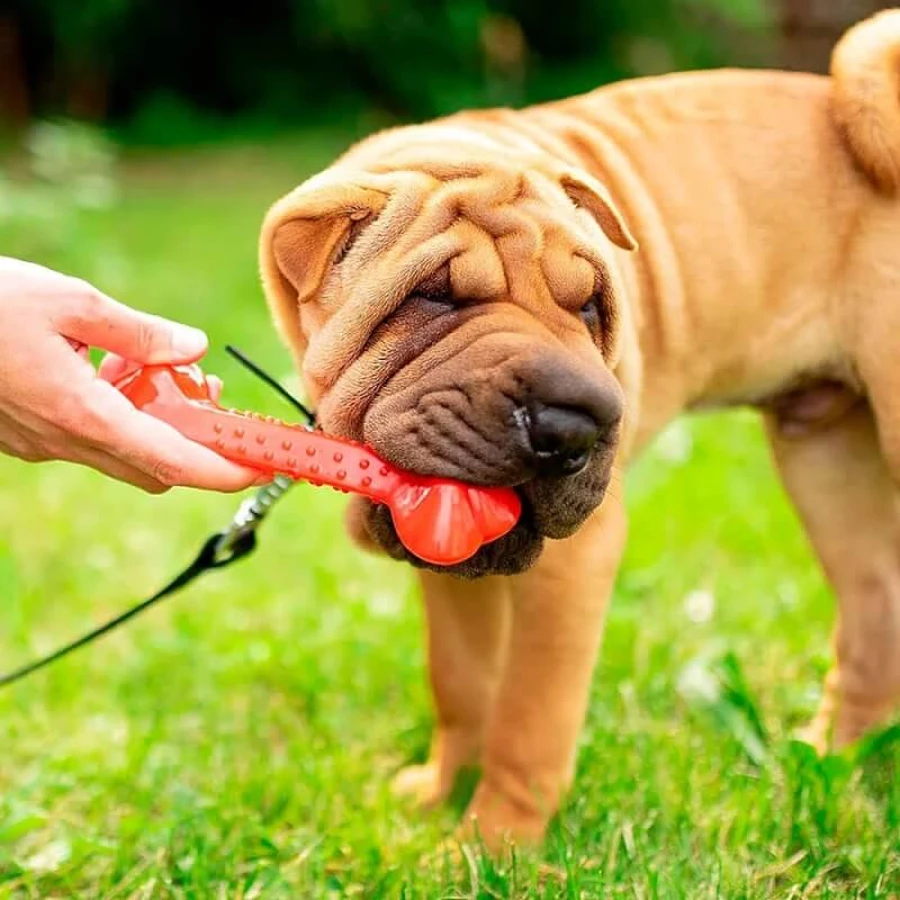 Ferplast Osso pa 6484 - 1 juguete resistente para la higiene dental de los perros con dientes en relieve, 18,7 cm