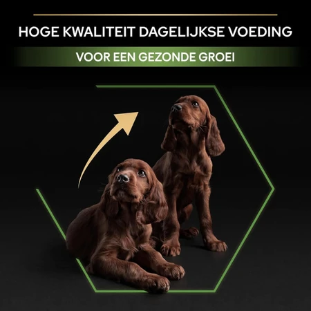 Purina Pro Plan Large Athletic Healthy Start Puppy met kip – Compleet hondenvoer, 12 kg
