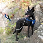 Ferplast Daytona extra large blu - pettorina per cani in nylon imbottita regolabile
