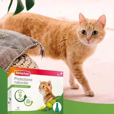 Beaphar Spot-on Shield – Natuurlijke bescherming voor kittens, 3 flacons