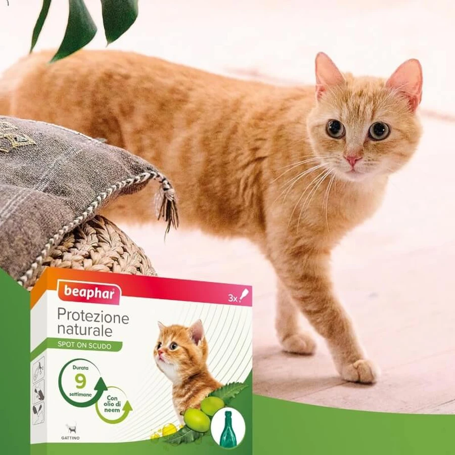 Beaphar Spot-on Shield – Natuurlijke bescherming voor kittens, 3 flacons