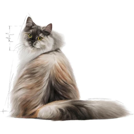 Royal Canin Hair &amp; Skin - Alimento completo para gatos adultos, 2 kg