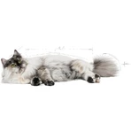 Royal Canin Hair &amp; Skin - Alimento completo para gatos adultos, 2 kg