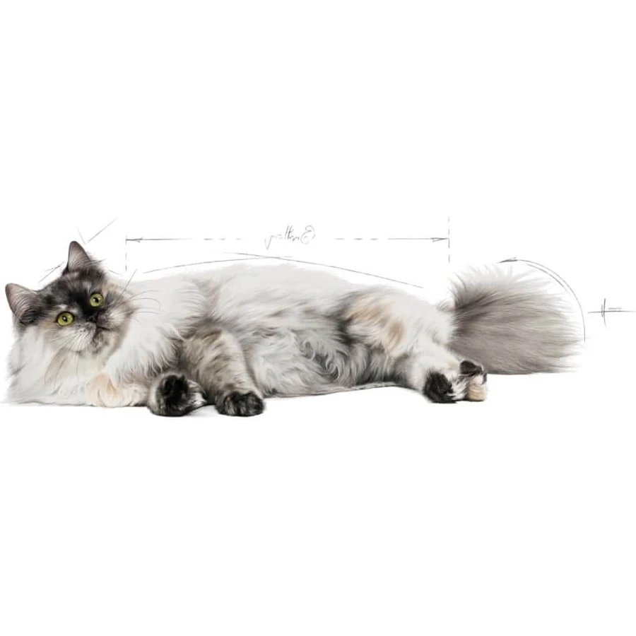 Royal Canin Hair &amp; Skin - Alimento completo para gatos adultos, 2 kg