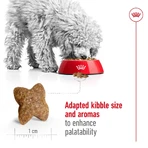 Royal Canin Mini Adult - Croquettes pour chiens adultes de petite taille, 2 kg