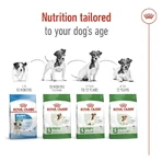 Royal Canin Mini Adult - Croquettes pour chiens adultes de petite taille, 2 kg