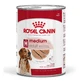 Royal Canin Medium Adult Pâté - Alimento completo para perros adultos de tamaño mediano, 410 g