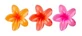 Brushworks 3 – Tropische Blumen-Krabbenklammern