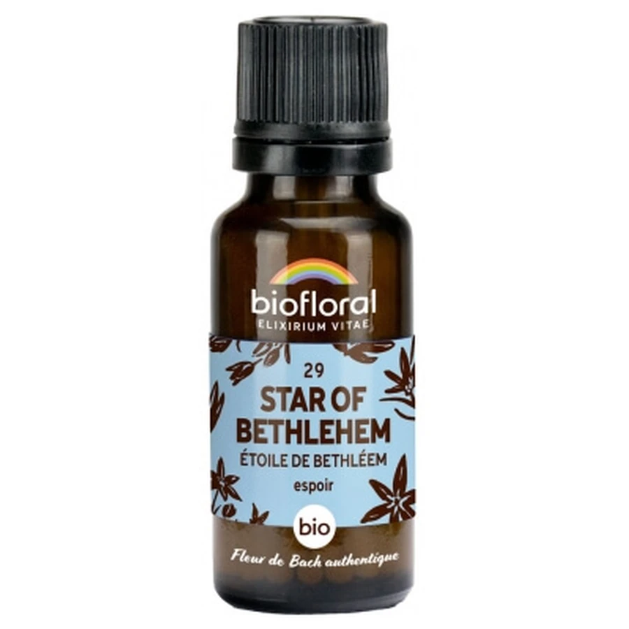Biofloral-korrels 29 Ster van Bethlehem - Biologische Ster van Bethlehem 19,5 g
