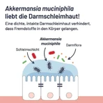 Probio-Cult AKK1 Akkermansia Syxyl, comprimidos, 2 x 30 comprimidos