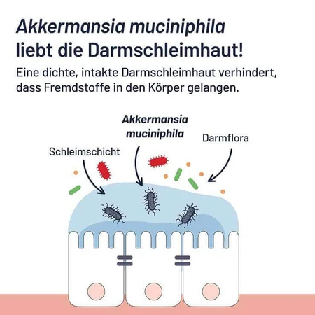 Probio-Cult AKK1 Akkermansia Syxyl, comprimidos, 2 x 30 comprimidos