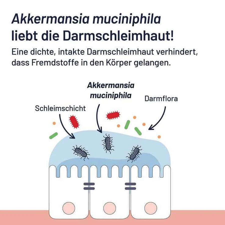 Probio-Cult AKK1 Akkermansia Syxyl, comprimidos, 2 x 30 comprimidos