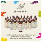 Bach Flower Remedy No. 21 Mustard Drops, 20 ml drops