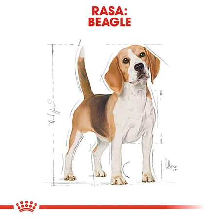 ROYAL CANIN Beagle Adult, droogvoer voor honden, 3 kg