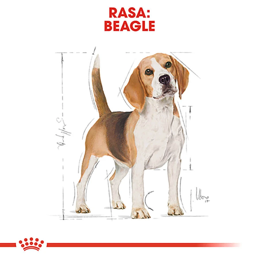 ROYAL CANIN Beagle Adult, droogvoer voor honden, 3 kg