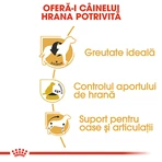 ROYAL CANIN Beagle Adult, droogvoer voor honden, 3 kg