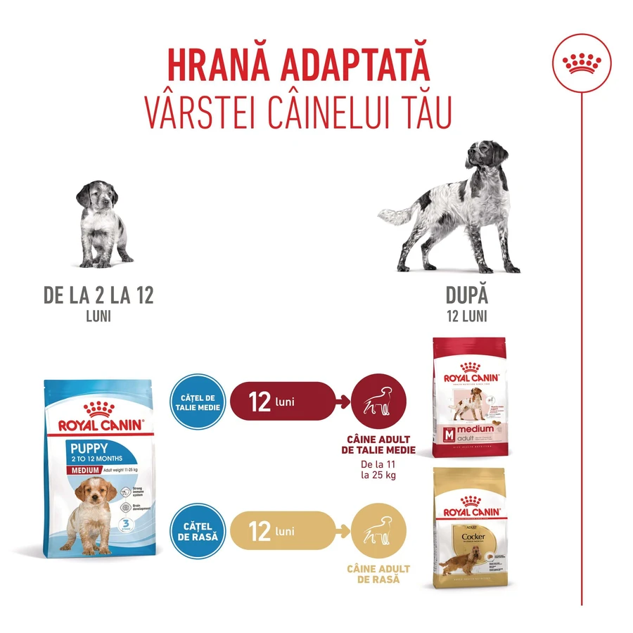 ROYAL CANIN Medium Puppy, Trockenfutter für junge Hunde, 3 kg