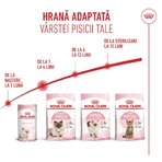 ROYAL CANIN Mother & BabyCat, pienso seco para gatas y gatitos, 2 kg